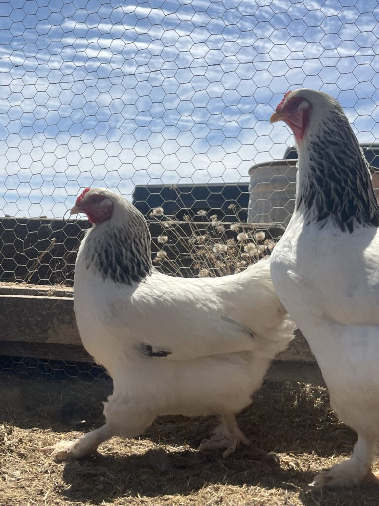 chickens 768x1024
